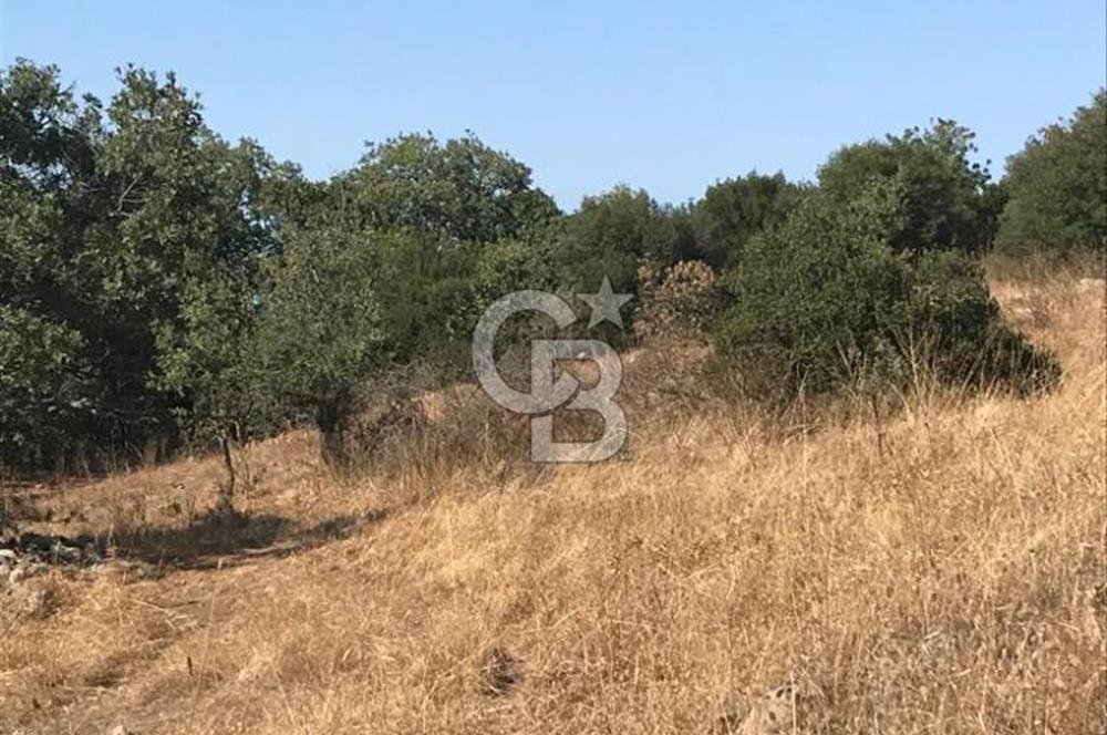 Bergama Sindelde İlçe Merkezine 10 dk mesafede Manzarali Arazi