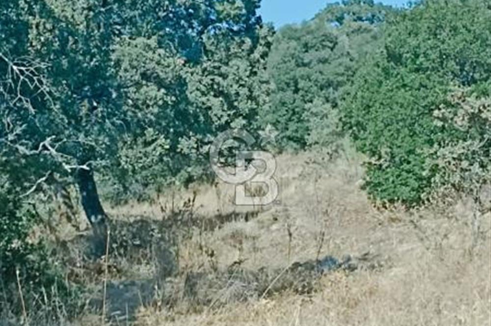 Bergama Sindelde İlçe Merkezine 10 dk mesafede Manzarali Arazi