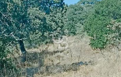 Bergama Sindelde İlçe Merkezine 10 dk mesafede Manzarali Arazi
