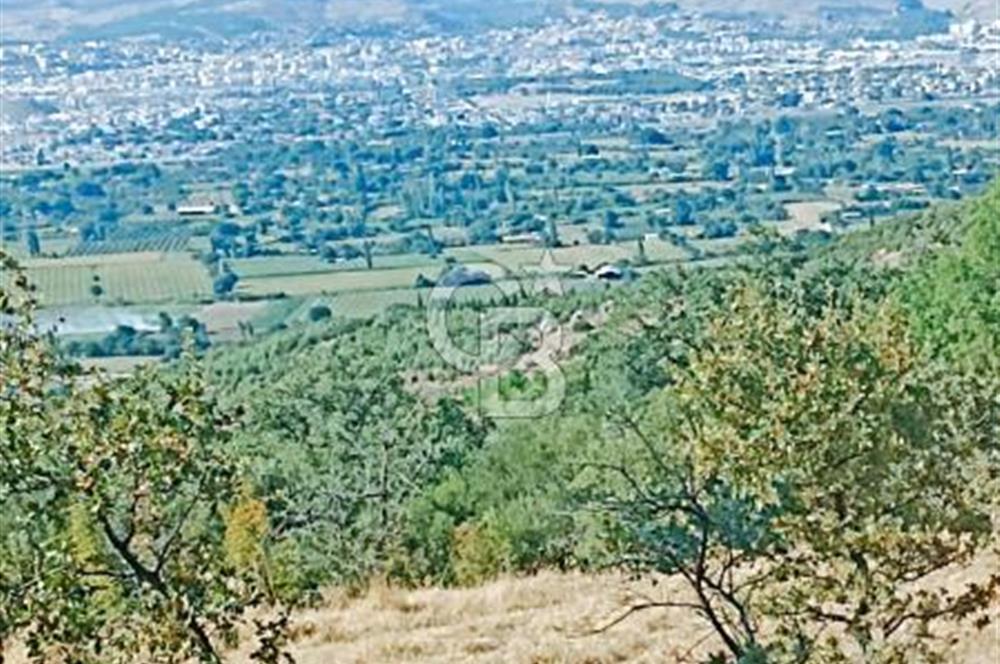 Bergama Sindelde İlçe Merkezine 10 dk mesafede Manzarali Arazi