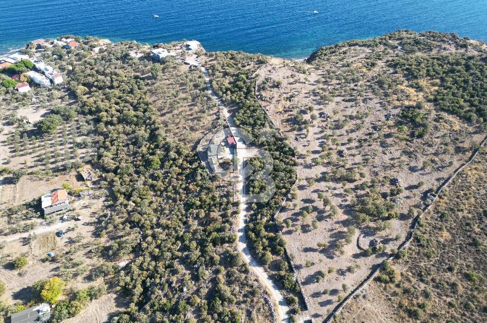 AYVACIK SOKAKAĞZI MEVKİİ'NDE DENİZE SIFIR 7930 M2 ZEYTİNLİK