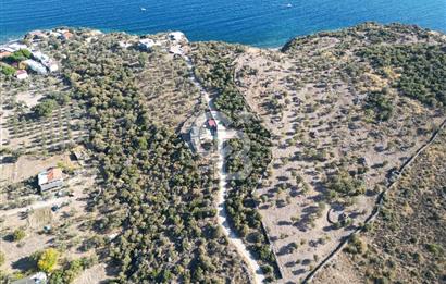 AYVACIK SOKAKAĞZI MEVKİİ'NDE DENİZE SIFIR 7930 M2 ZEYTİNLİK