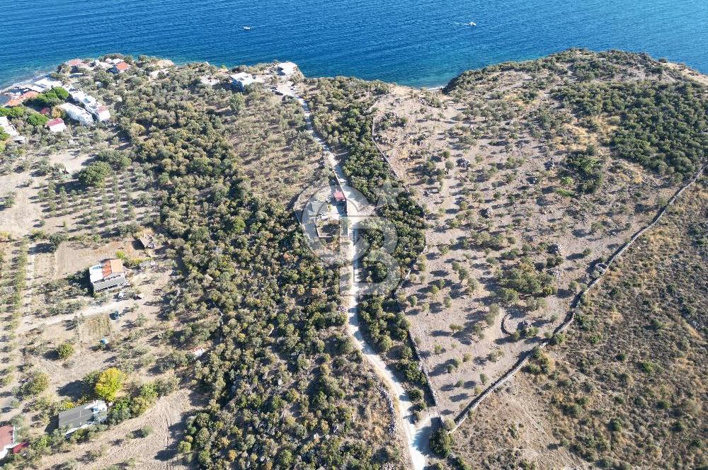 AYVACIK SOKAKAĞZI MEVKİİ'NDE DENİZE SIFIR 7930 M2 ZEYTİNLİK