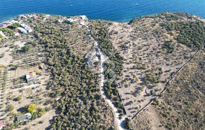 AYVACIK SOKAKAĞZI MEVKİİ'NDE DENİZE SIFIR 7930 M2 ZEYTİNLİK