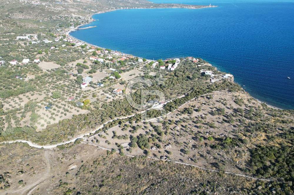 AYVACIK SOKAKAĞZI MEVKİİ'NDE DENİZE SIFIR 7930 M2 ZEYTİNLİK