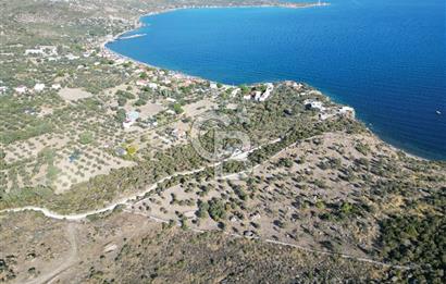 AYVACIK SOKAKAĞZI MEVKİİ'NDE DENİZE SIFIR 7930 M2 ZEYTİNLİK