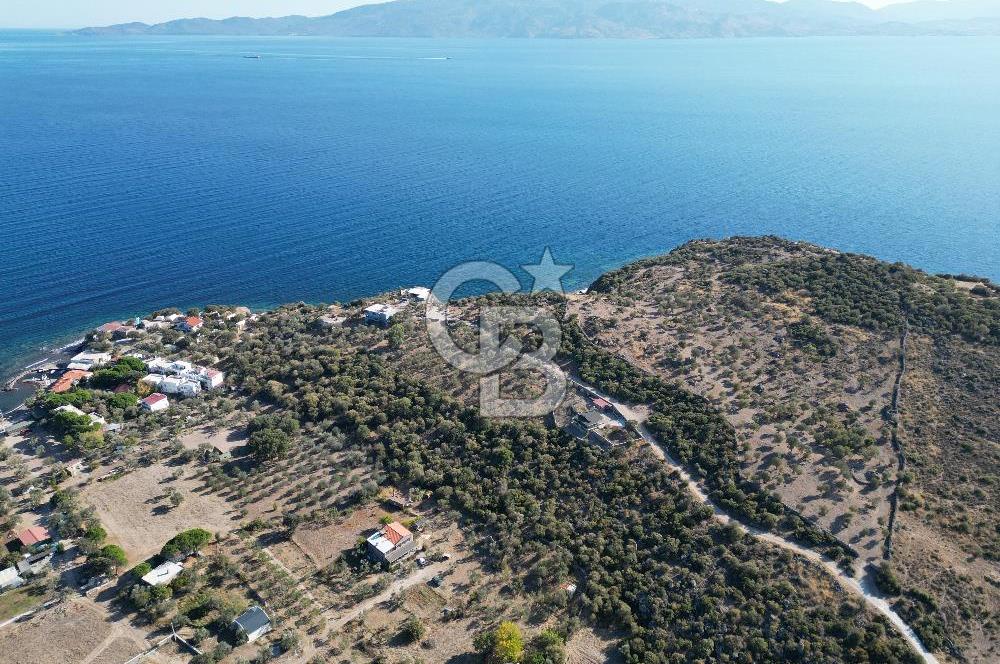 AYVACIK SOKAKAĞZI MEVKİİ'NDE DENİZE SIFIR 7930 M2 ZEYTİNLİK