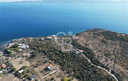 AYVACIK SOKAKAĞZI MEVKİİ'NDE DENİZE SIFIR 7930 M2 ZEYTİNLİK