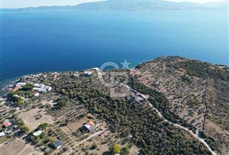AYVACIK SOKAKAĞZI MEVKİİ'NDE DENİZE SIFIR 7930 M2 ZEYTİNLİK