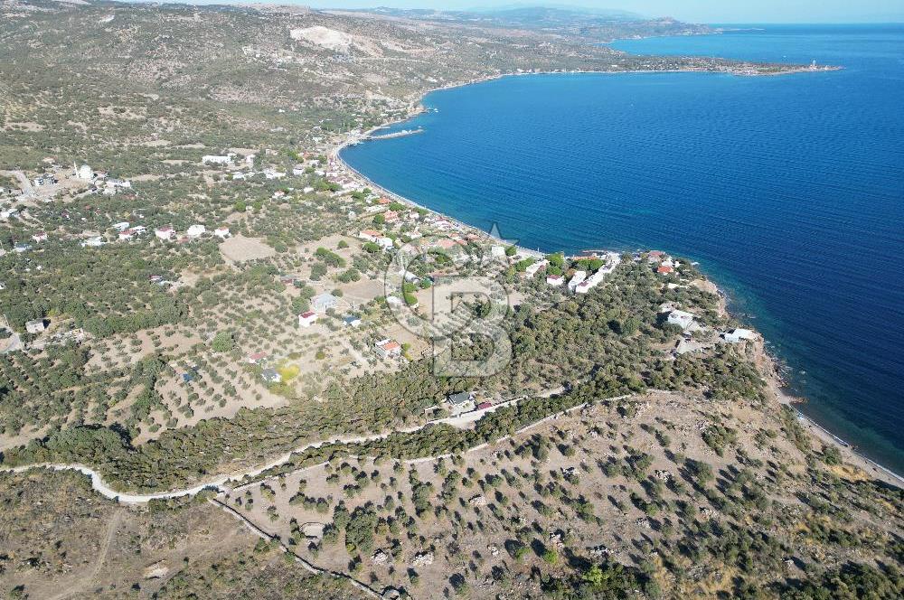 AYVACIK SOKAKAĞZI MEVKİİ'NDE DENİZE SIFIR 7930 M2 ZEYTİNLİK