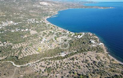 AYVACIK SOKAKAĞZI MEVKİİ'NDE DENİZE SIFIR 7930 M2 ZEYTİNLİK