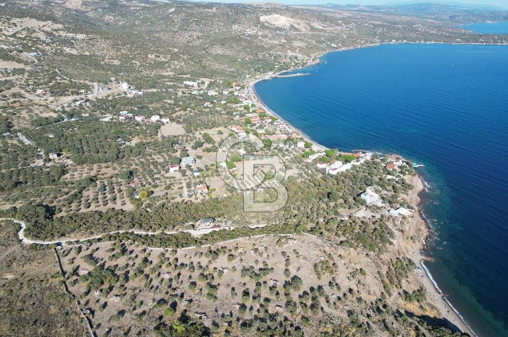 AYVACIK SOKAKAĞZI MEVKİİ'NDE DENİZE SIFIR 7930 M2 ZEYTİNLİK