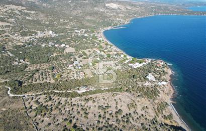 AYVACIK SOKAKAĞZI MEVKİİ'NDE DENİZE SIFIR 7930 M2 ZEYTİNLİK
