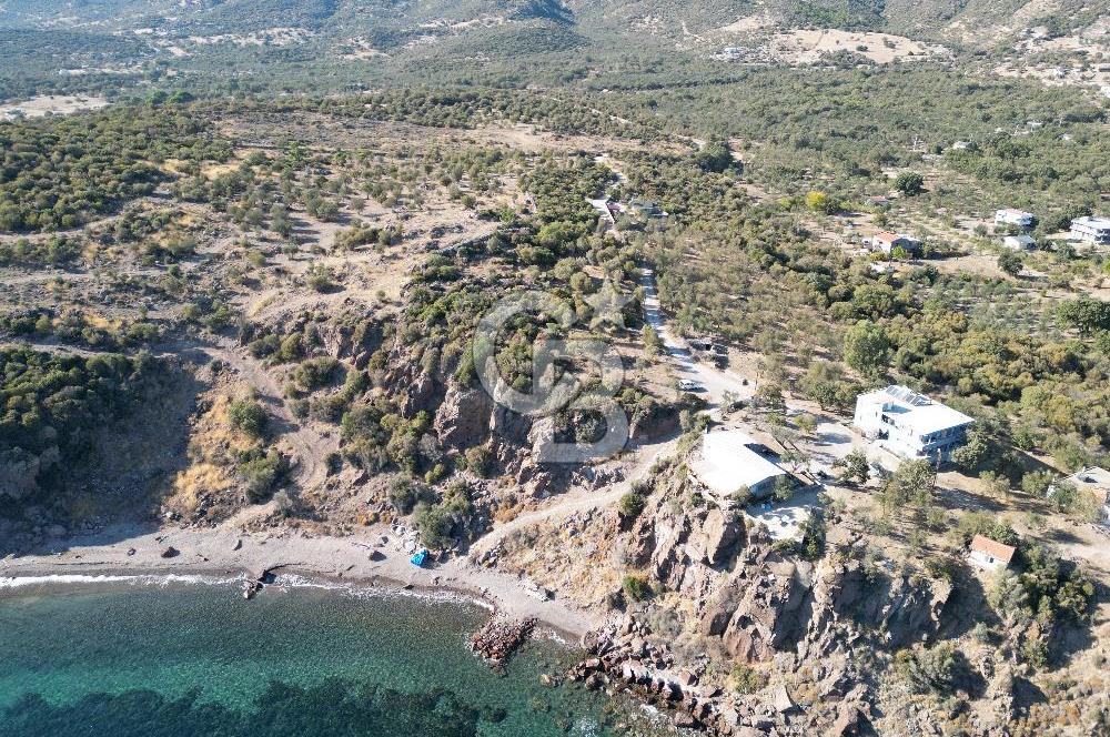 AYVACIK SOKAKAĞZI MEVKİİ'NDE DENİZE SIFIR 7930 M2 ZEYTİNLİK
