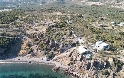 AYVACIK SOKAKAĞZI MEVKİİ'NDE DENİZE SIFIR 7930 M2 ZEYTİNLİK