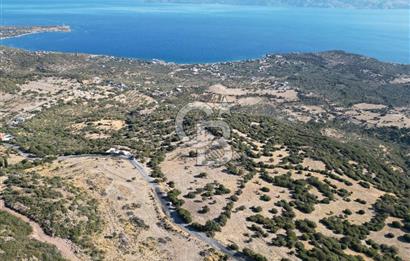 AYVACIK SOKAKAĞZI'NDA PANOROMİK DENİZ MANZARALI SATILIK ZEYTİNLİK