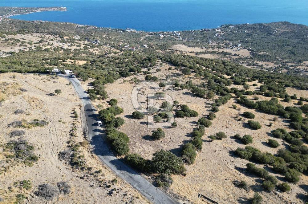 AYVACIK SOKAKAĞZI'NDA PANOROMİK DENİZ MANZARALI SATILIK ZEYTİNLİK