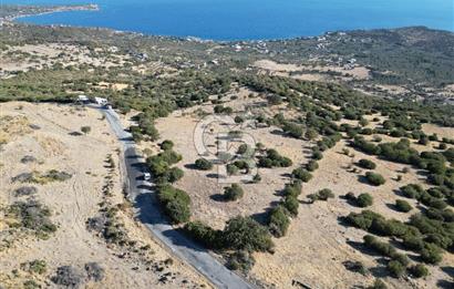 AYVACIK SOKAKAĞZI'NDA PANOROMİK DENİZ MANZARALI SATILIK ZEYTİNLİK