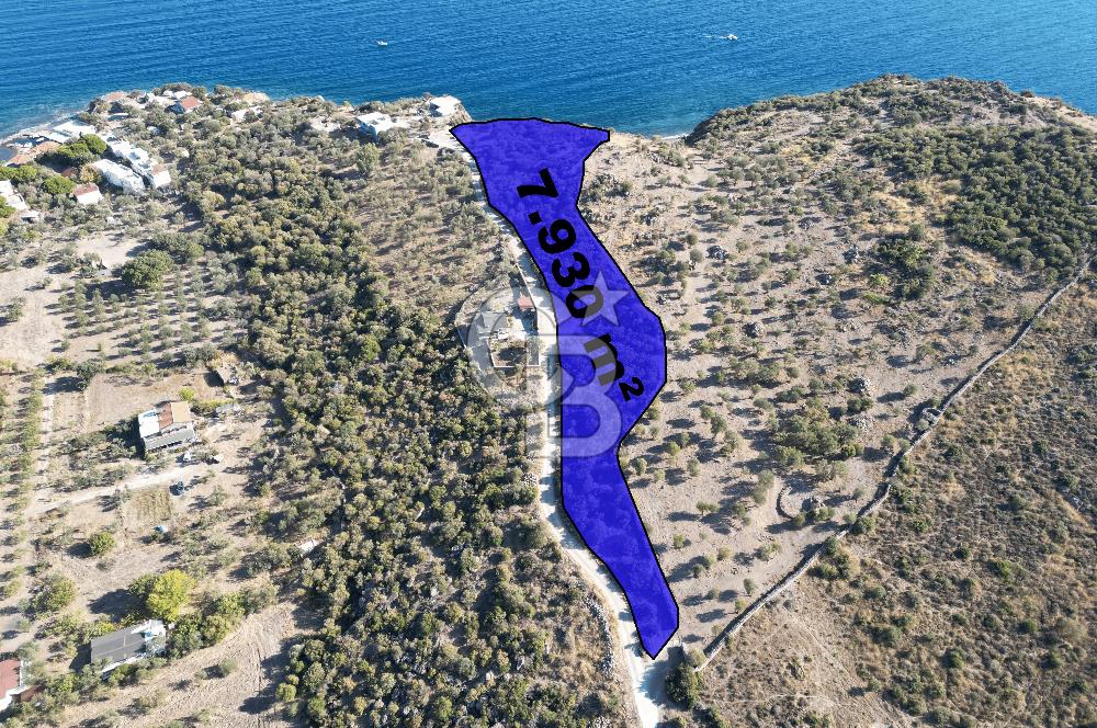 AYVACIK SOKAKAĞZI MEVKİİ'NDE DENİZE SIFIR 7930 M2 ZEYTİNLİK