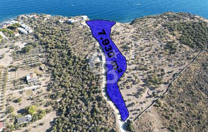 AYVACIK SOKAKAĞZI MEVKİİ'NDE DENİZE SIFIR 7930 M2 ZEYTİNLİK