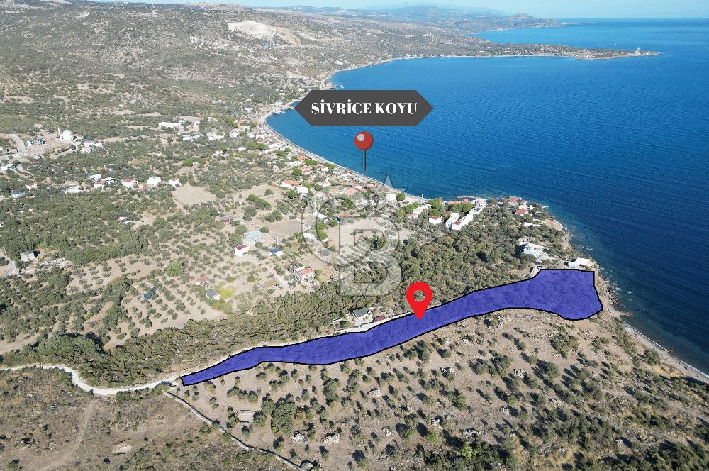 AYVACIK SOKAKAĞZI MEVKİİ'NDE DENİZE SIFIR 7930 M2 ZEYTİNLİK