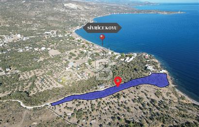 AYVACIK SOKAKAĞZI MEVKİİ'NDE DENİZE SIFIR 7930 M2 ZEYTİNLİK