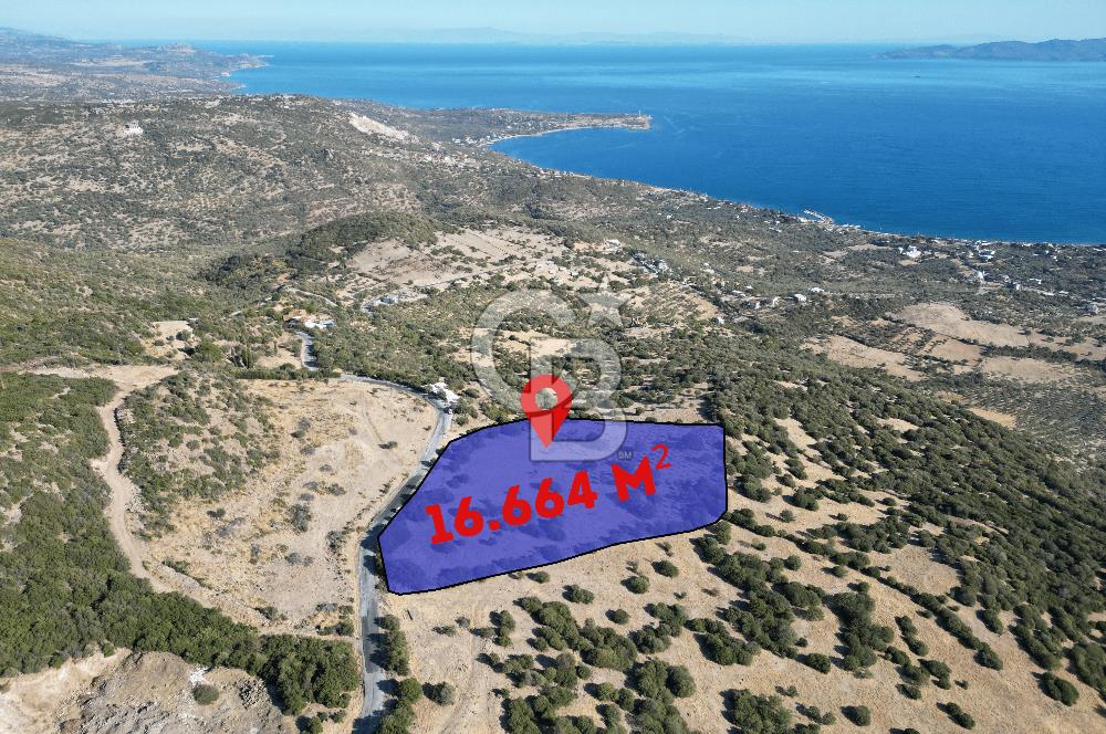 AYVACIK SOKAKAĞZI'NDA PANOROMİK DENİZ MANZARALI SATILIK ZEYTİNLİK