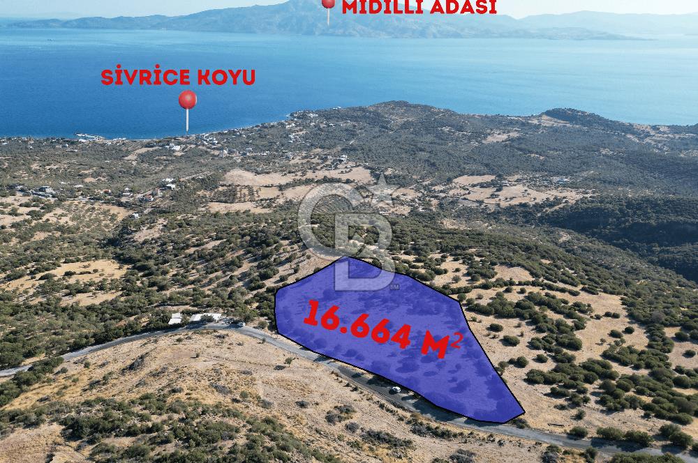 AYVACIK SOKAKAĞZI'NDA PANOROMİK DENİZ MANZARALI SATILIK ZEYTİNLİK