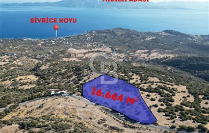 AYVACIK SOKAKAĞZI'NDA PANOROMİK DENİZ MANZARALI SATILIK ZEYTİNLİK