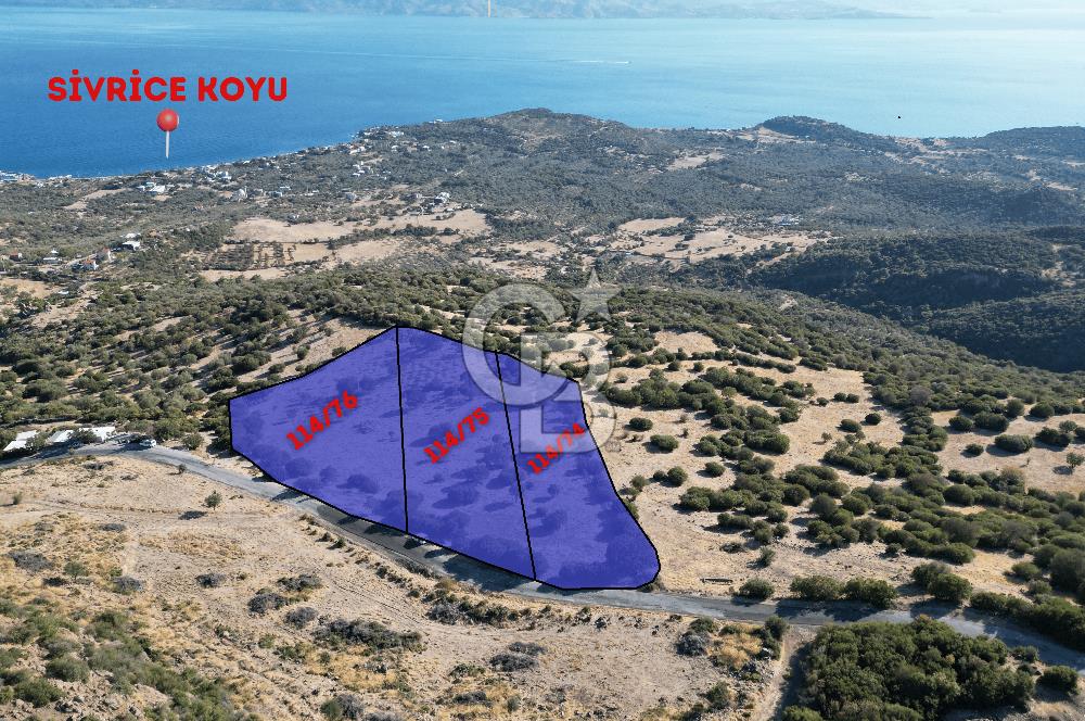 AYVACIK SOKAKAĞZI'NDA PANOROMİK DENİZ MANZARALI SATILIK ZEYTİNLİK