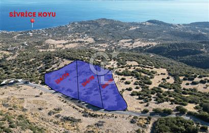 AYVACIK SOKAKAĞZI'NDA PANOROMİK DENİZ MANZARALI SATILIK ZEYTİNLİK