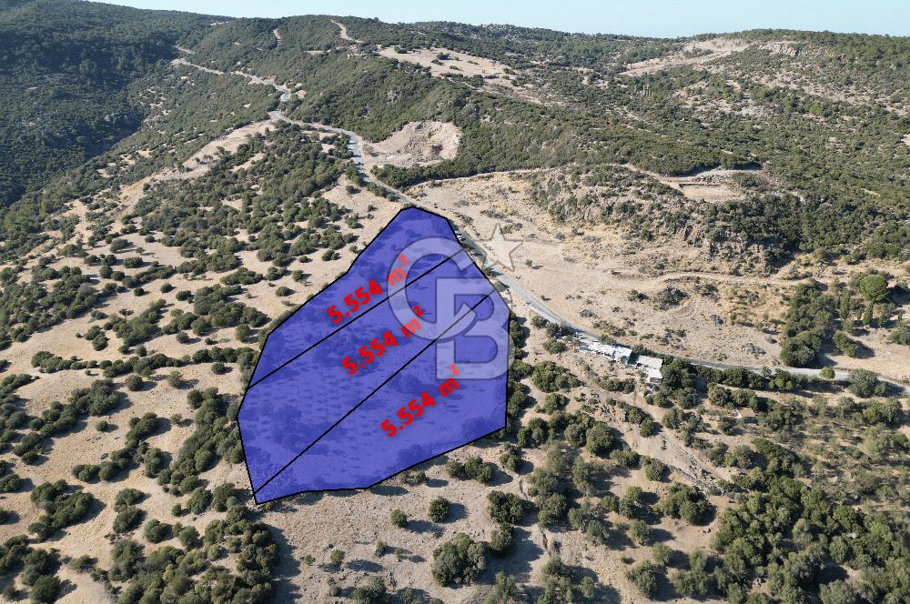 AYVACIK SOKAKAĞZI'NDA PANOROMİK DENİZ MANZARALI SATILIK ZEYTİNLİK