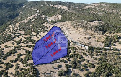 AYVACIK SOKAKAĞZI'NDA PANOROMİK DENİZ MANZARALI SATILIK ZEYTİNLİK
