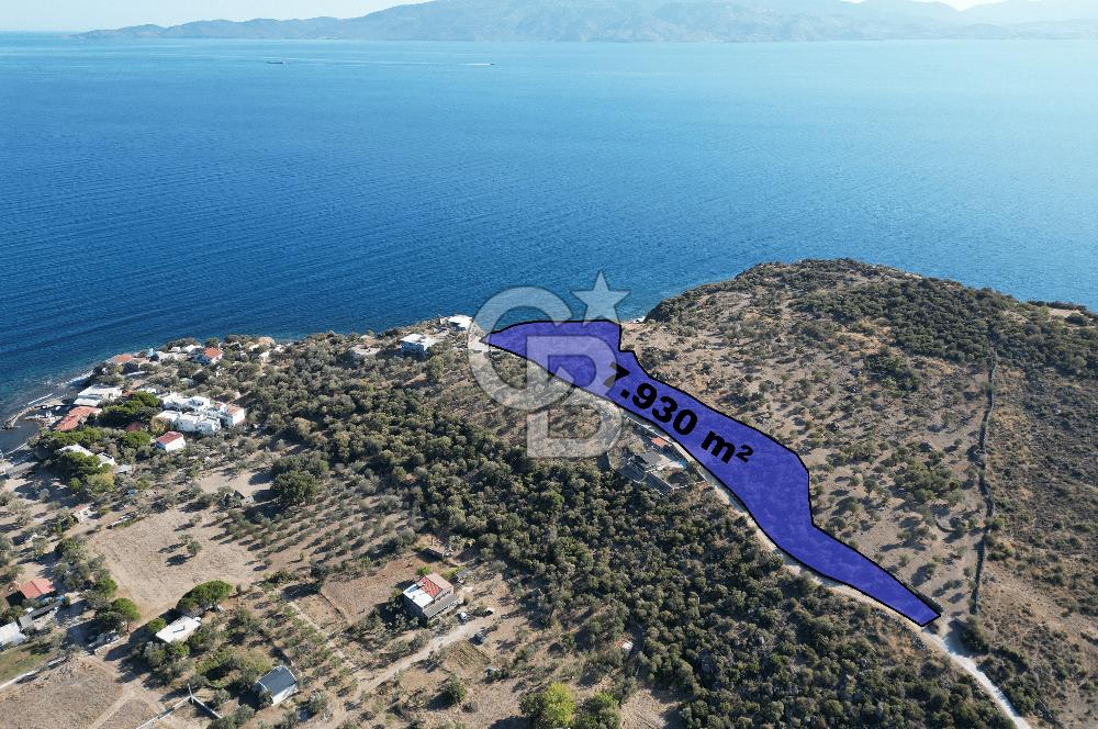 AYVACIK SOKAKAĞZI MEVKİİ'NDE DENİZE SIFIR 7930 M2 ZEYTİNLİK