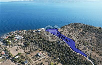 AYVACIK SOKAKAĞZI MEVKİİ'NDE DENİZE SIFIR 7930 M2 ZEYTİNLİK