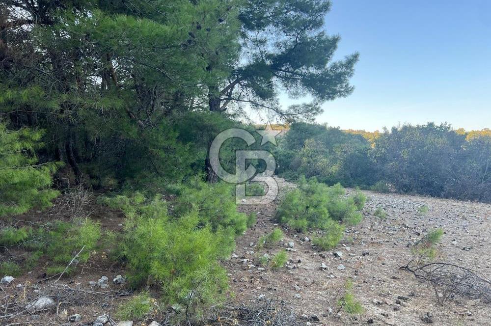 Bodrum Girel mevkii satılık yatırımlık tarla