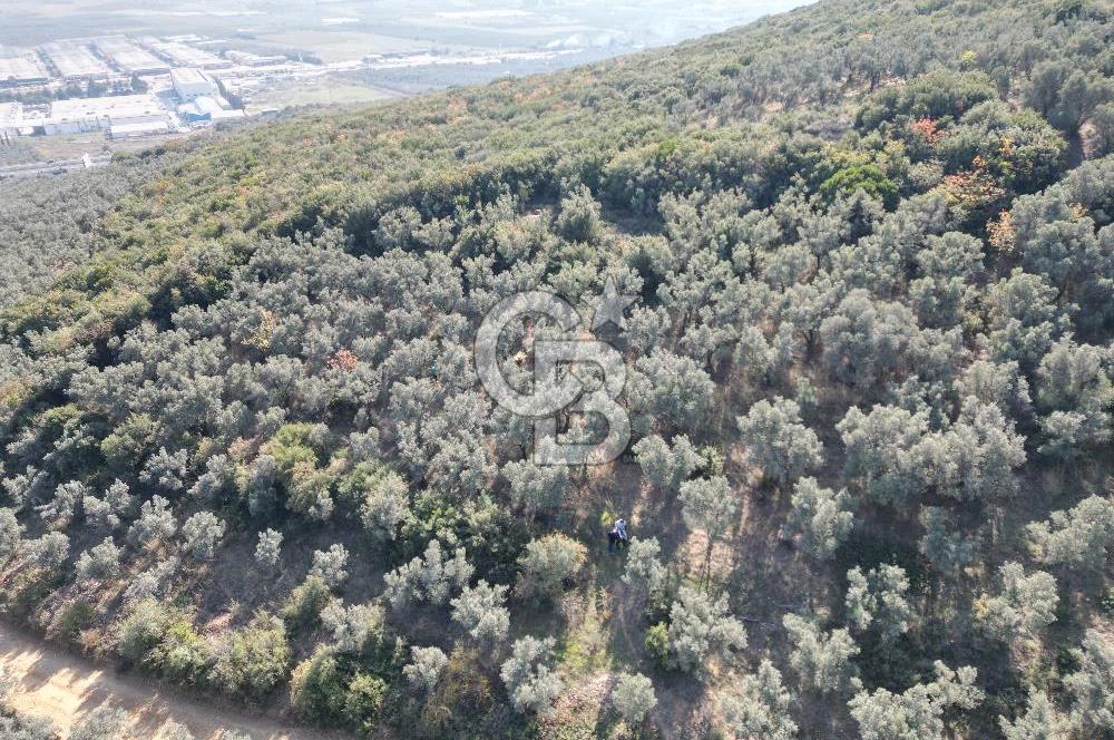 CB ADDRESS’ten BURSA,ORHANGAZİ İLÇESİ ÇELTİKÇİ MH.’nde SATILIK ZEYTİNLİK