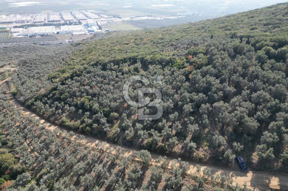 CB ADDRESS’ten BURSA,ORHANGAZİ İLÇESİ ÇELTİKÇİ MH.’nde SATILIK ZEYTİNLİK