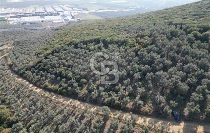 CB ADDRESS’ten BURSA,ORHANGAZİ İLÇESİ ÇELTİKÇİ MH.’nde SATILIK ZEYTİNLİK