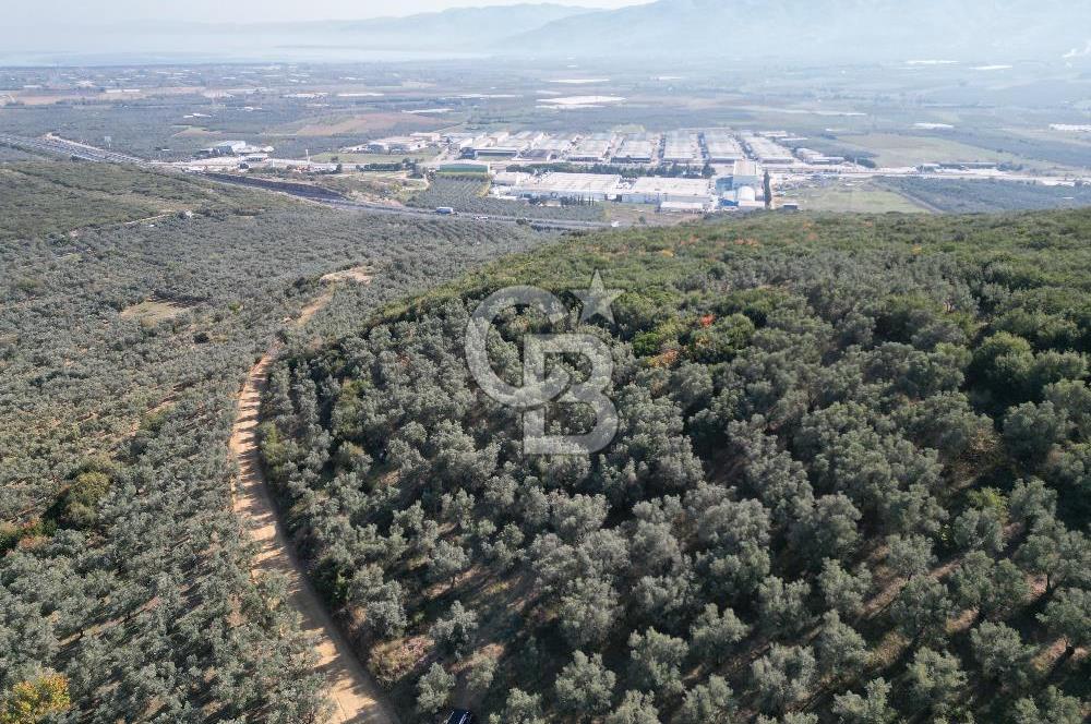 CB ADDRESS’ten BURSA,ORHANGAZİ İLÇESİ ÇELTİKÇİ MH.’nde SATILIK ZEYTİNLİK