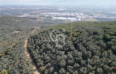 CB ADDRESS’ten BURSA,ORHANGAZİ İLÇESİ ÇELTİKÇİ MH.’nde SATILIK ZEYTİNLİK