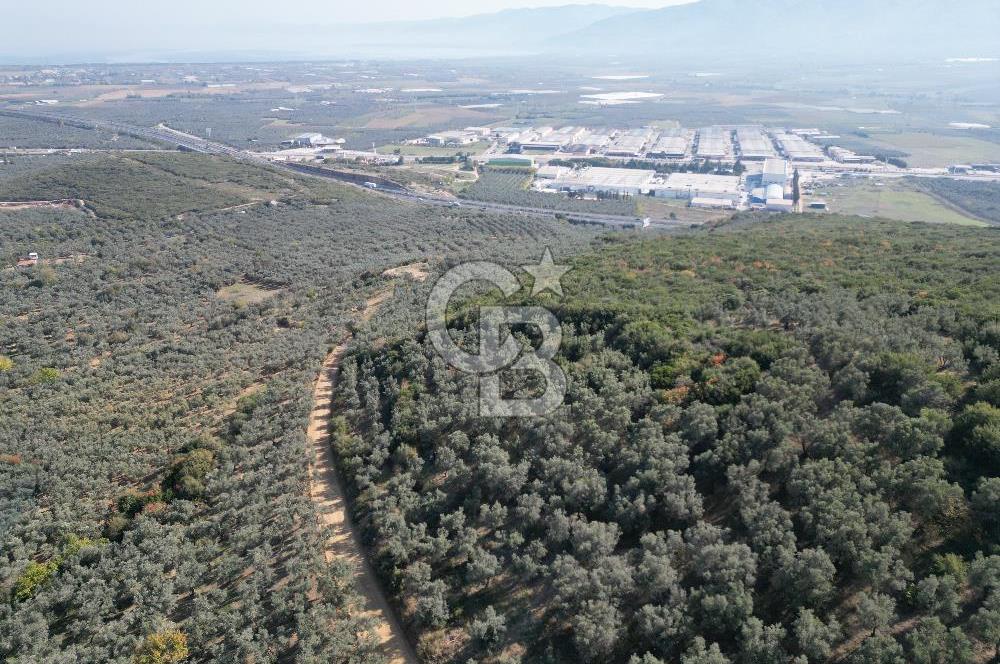 CB ADDRESS’ten BURSA,ORHANGAZİ İLÇESİ ÇELTİKÇİ MH.’nde SATILIK ZEYTİNLİK