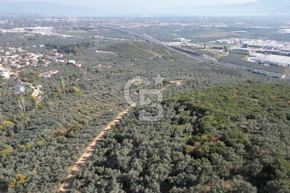 CB ADDRESS’ten BURSA,ORHANGAZİ İLÇESİ ÇELTİKÇİ MH.’nde SATILIK ZEYTİNLİK