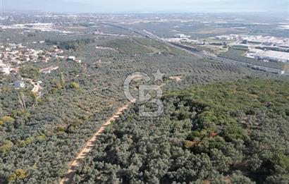 CB ADDRESS’ten BURSA,ORHANGAZİ İLÇESİ ÇELTİKÇİ MH.’nde SATILIK ZEYTİNLİK