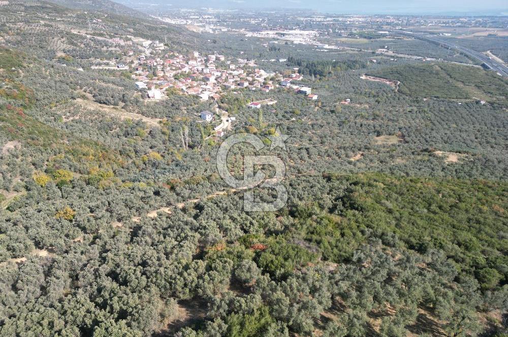 CB ADDRESS’ten BURSA,ORHANGAZİ İLÇESİ ÇELTİKÇİ MH.’nde SATILIK ZEYTİNLİK
