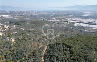 CB ADDRESS’ten BURSA,ORHANGAZİ İLÇESİ ÇELTİKÇİ MH.’nde SATILIK ZEYTİNLİK