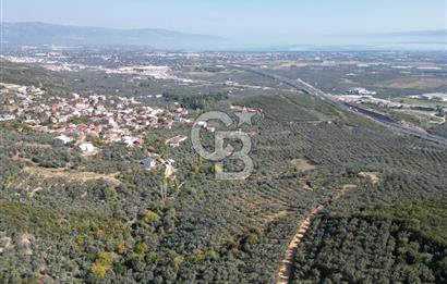 CB ADDRESS’ten BURSA,ORHANGAZİ İLÇESİ ÇELTİKÇİ MH.’nde SATILIK ZEYTİNLİK