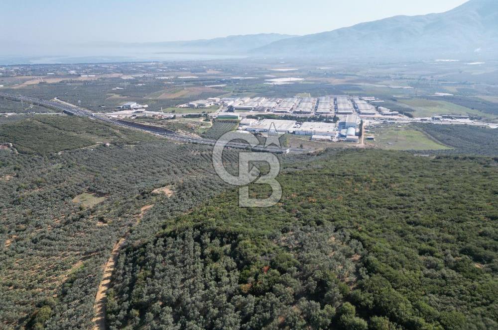 CB ADDRESS’ten BURSA,ORHANGAZİ İLÇESİ ÇELTİKÇİ MH.’nde SATILIK ZEYTİNLİK