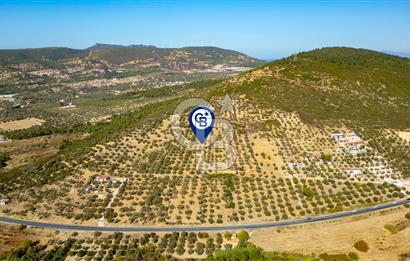 Foça Ilıpınar'da 5.927m2 Satılık Tarla
