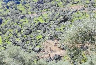 AYDIN'DA 13.500 M2 ZEYTİNLİK - 7 - 242694